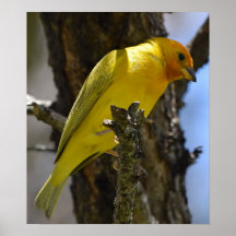 Yellow Saffron Finch