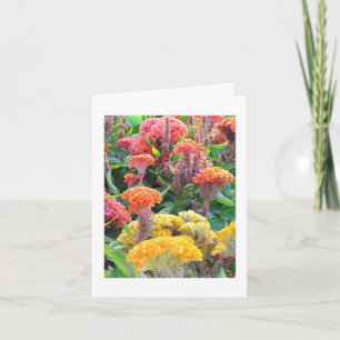 "YELLOW, SALMON AND ORANGE CELOSIA" NOTECARD/BLANK CARD