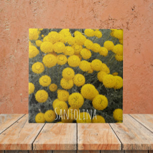 Yellow Santolina Flowering Shrub Floral Ceramic Tile