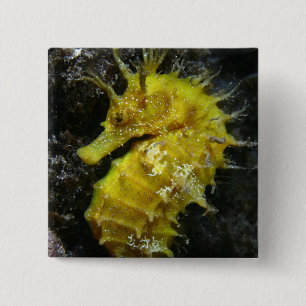 Yellow Seahorse Hippocampus Guttulatus 15 Cm Square Badge