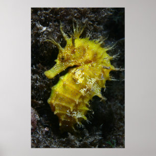 Yellow Seahorse Hippocampus Guttulatus Poster