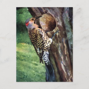 Yellow-shafted Flicker and Tree Cavity Postcard
