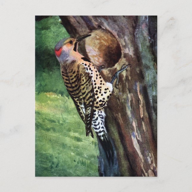 Yellow-shafted Flicker and Tree Cavity Postcard (Front)