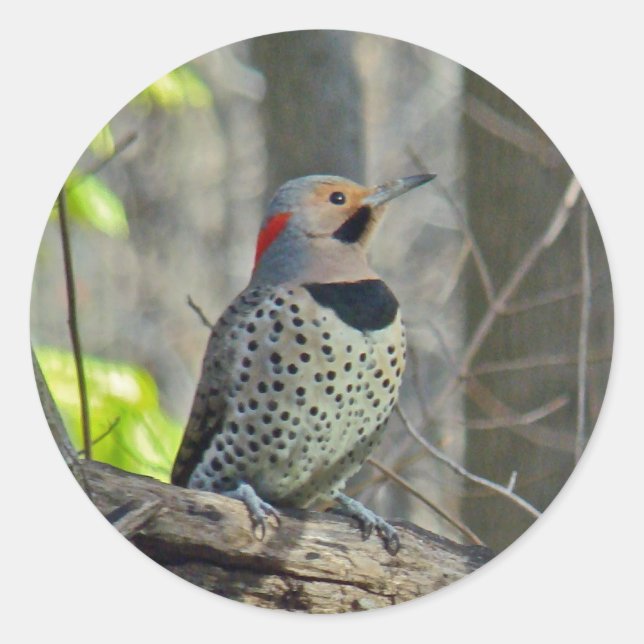 Yellow-Shafted Flicker Coordinating Items Classic Round Sticker (Front)