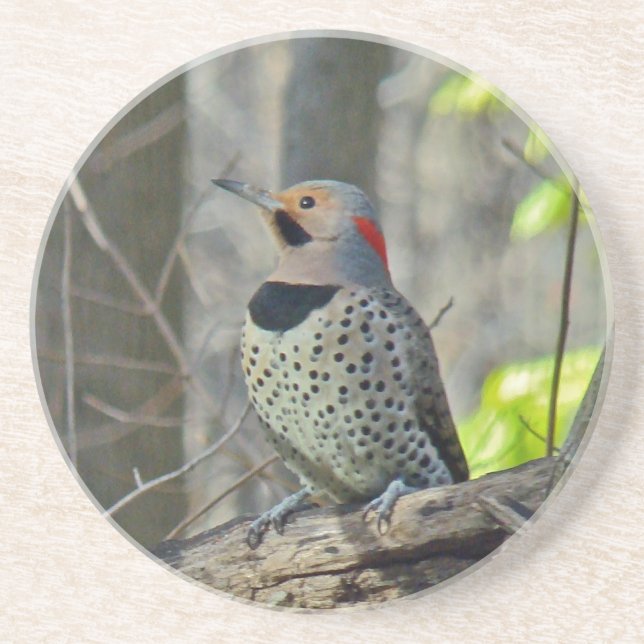 Yellow-Shafted Flicker Woodpecker Coaster (Front)