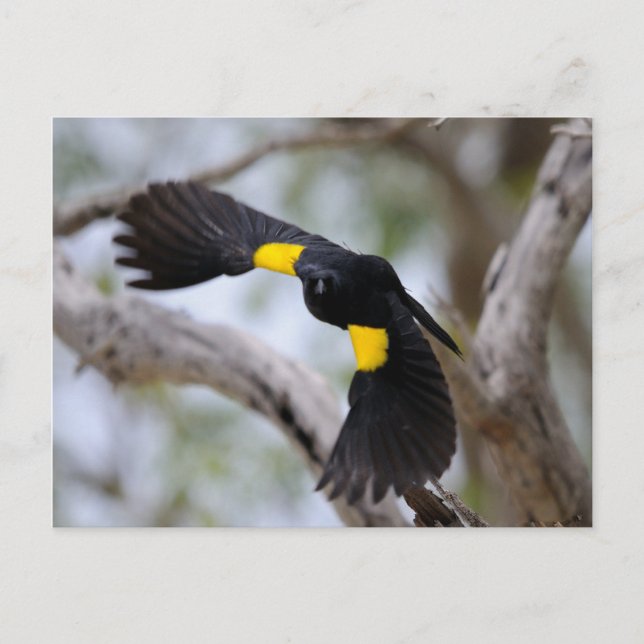 Yellow-shouldered Blackbird in Flight Postcard (Front)
