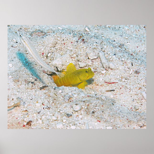 Yellow Shrimp Goby Poster (Front)