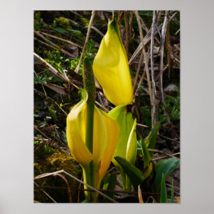 Yellow Skunk Cabbage Flowers Poster
