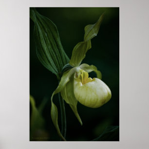 Yellow Slipper Print