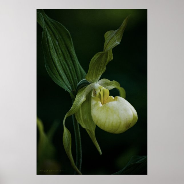 Yellow Slipper Print (Front)