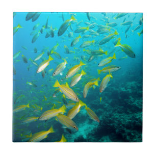 Yellow snapper fish on coral reef ceramic tile