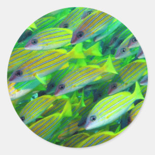 Yellow Snapper Wallpaper Classic Round Sticker