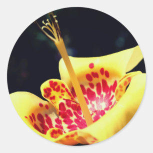 Yellow Spotted Lily Flower Classic Round Sticker