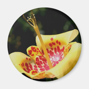 Yellow Spotted Lily Flower Photography Magnet