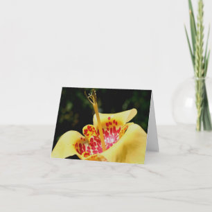 Yellow Spotted Lily Flower Photography Note Card