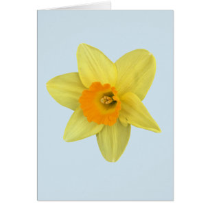 Yellow Spring Daffodil on Pale Blue