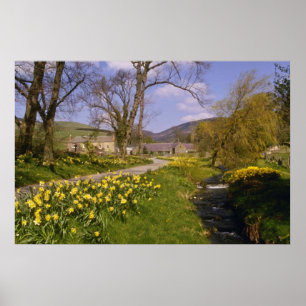 yellow Spring Daffodils, Borders, Peebles flowers Poster