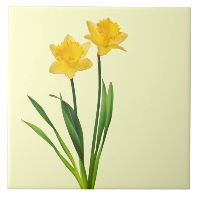 Yellow Spring Daffodils - Daffodil Template Ceramic Tile (Front)