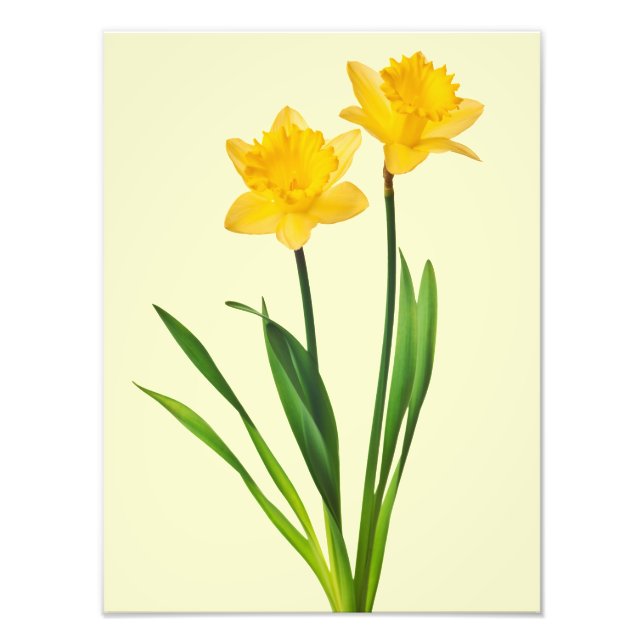 Yellow Spring Daffodils - Daffodil Template Photo Print (Front)