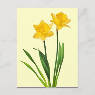 Yellow Spring Daffodils - Daffodil Template Postcard