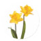 Yellow Spring Daffodils on White