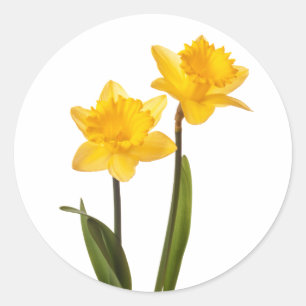 Yellow Spring Daffodils on White Classic Round Sticker
