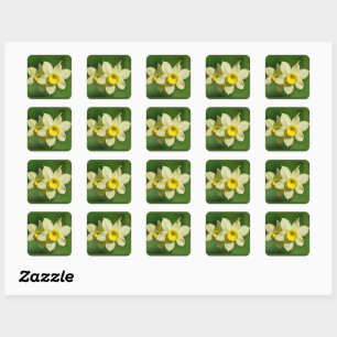 Yellow Spring Daffodils  Square Sticker