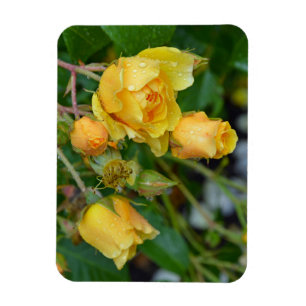 Yellow spring roses floral print magnet