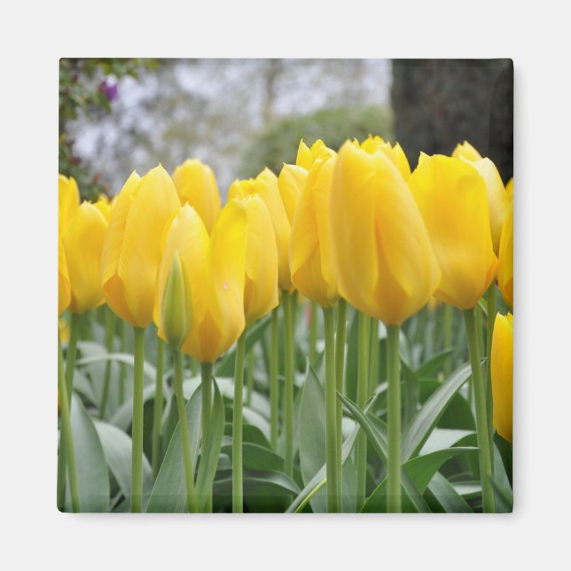 Yellow spring tulips magnet (Front)