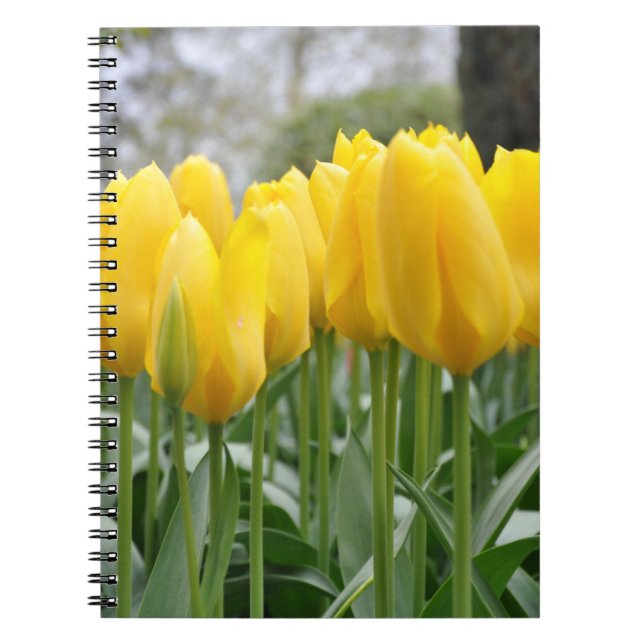 Yellow spring tulips notebook (Front)