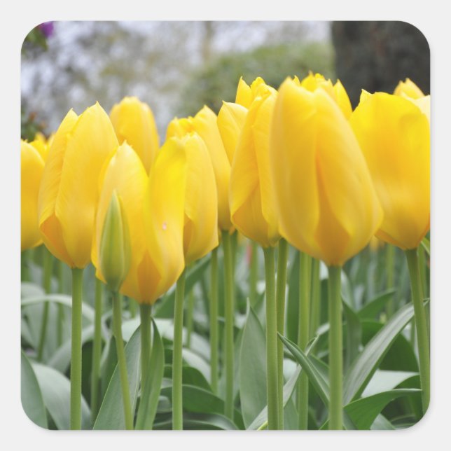 Yellow spring tulips square sticker (Front)