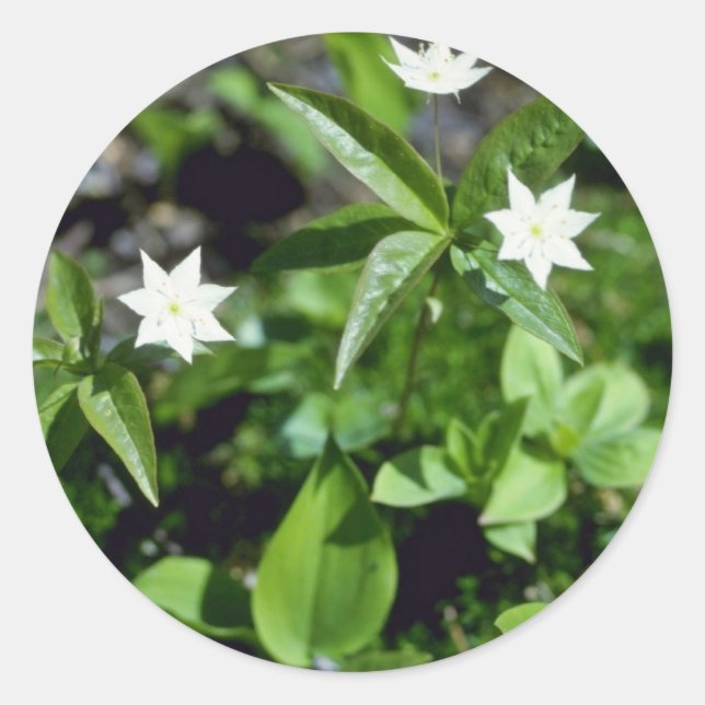 Yellow Starflower (Trientalis Borealis) flowers Classic Round Sticker (Front)