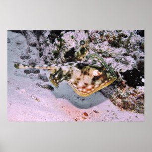 Yellow Stingray on the Go Poster