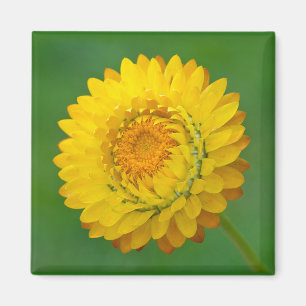 Yellow Strawflower Square Magnet