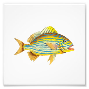 Yellow Striped Fish Beach Nautical Ocean Bathroom Photo Print