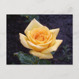 Yellow Summer Rose Postcard