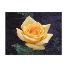 Yellow Summer Rose Postcard