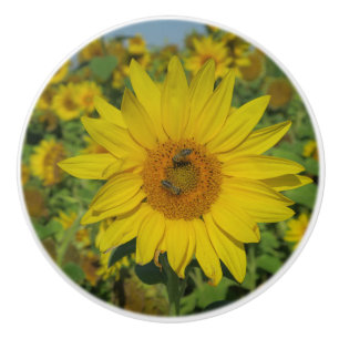 yellow sun flower summer blossom ceramic knob