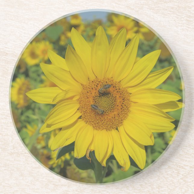 yellow sun flower summer blossom coaster (Front)