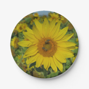 yellow sund flower blossom paper plate