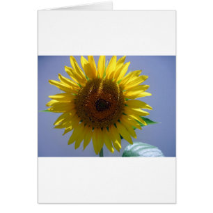 Yellow Sunflower