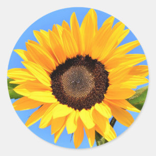 Yellow Sunflower Against Sun on Blue Sky Sticker