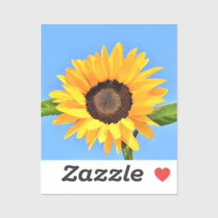 Yellow Sunflower Against Sun on Blue Sky - Summer