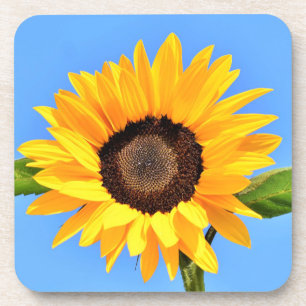 Yellow Sunflower Against Sun on Blue Sky - Summer Coaster