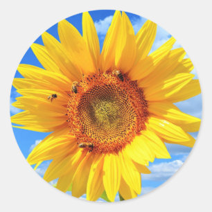 Yellow Sunflower and Bees on Blue Sky - Summer Day Classic Round Sticker