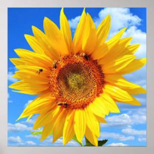 Yellow Sunflower and Bees on Blue Sky - Summer Day Poster