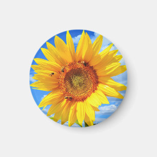 Yellow Sunflower and Bees on Blue Sky - Summer  Magnet