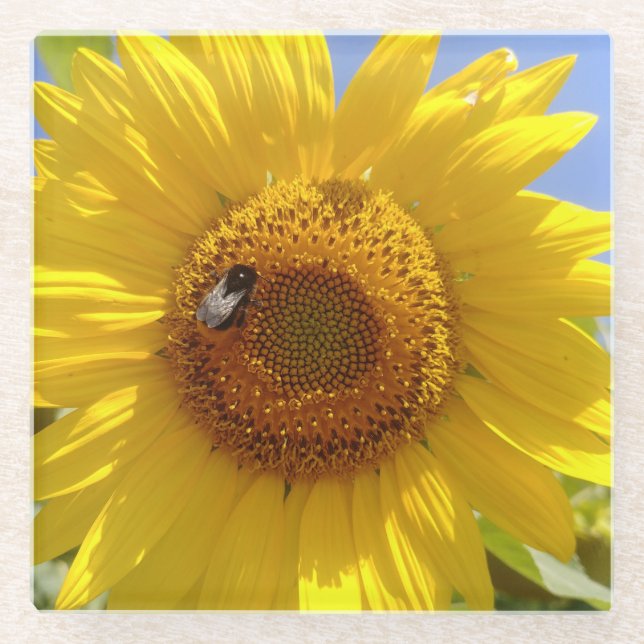 Yellow Sunflower Beverage Glass Coaster (Front)