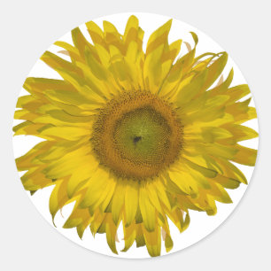 Yellow Sunflower  Classic Round Sticker