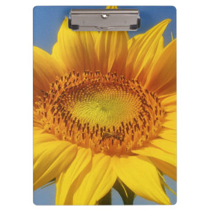 Yellow Sunflower Clipboard